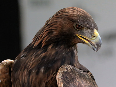 brown American Eagle closeup photograpy thumbnail