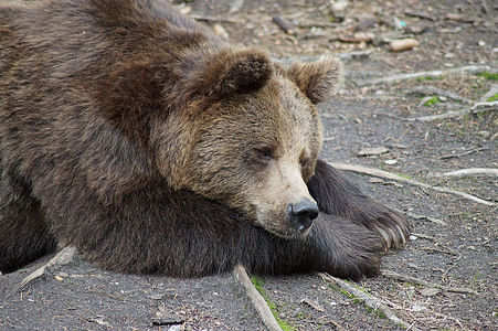 brown bear laying on gray soil thumbnail