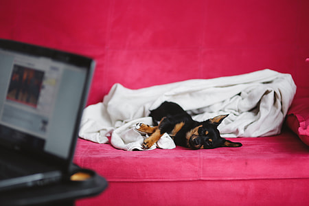 A cute puppy in a pink bed thumbnail