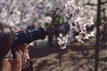 woman taking pictures on cherry blossom thumbnail