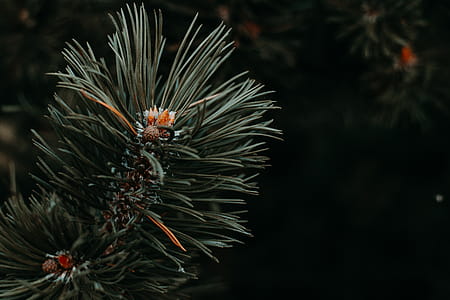 Green Leafed Plant thumbnail