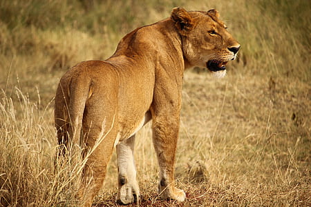 lioness photo thumbnail