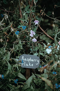 blue raspberry flake thumbnail