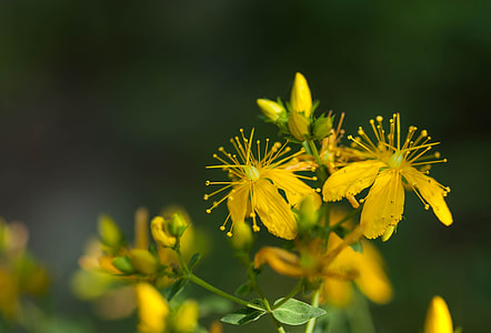 Hypericum Perforatum, Herbaceous thumbnail