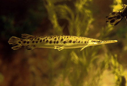 Spotted Gar - Lepisosteus oculatus thumbnail