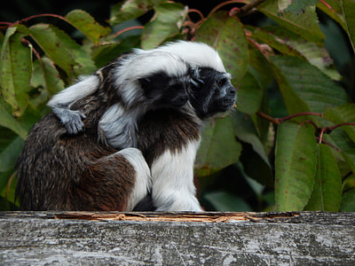 Sharing The Love, Animals thumbnail