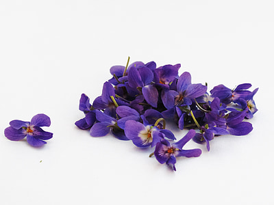 purple petaled flowers on white surface thumbnail