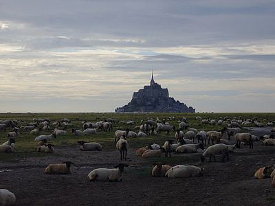 land full of goat during daytime thumbnail