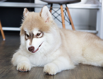 copper Siberian husky puppy lying on the parquet floor thumbnail