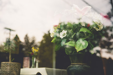 white petaled flowers on black vase thumbnail