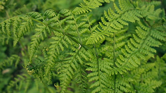 macro photography of green leaf plant thumbnail