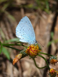 Blue Butterfly, Celastrina Argiolus thumbnail