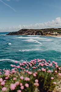 Cluster of Pink Flowers Growing at the Ocean's Edge, Portugal thumbnail