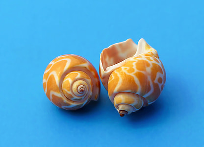 two brown-and-white shells thumbnail