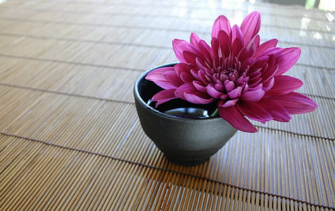 pink petaled flower in bloom thumbnail