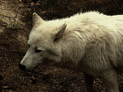 white wolf on focus photo thumbnail