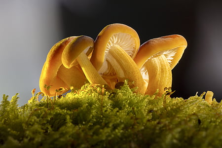 yellow mushroom in closeup photography thumbnail