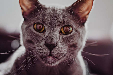 Russian Blue cat in macro shot photography thumbnail