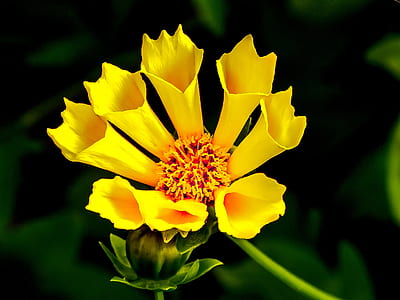 photography of shallow focus yellow flower thumbnail