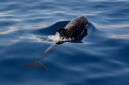 black dolphin swimming on water thumbnail