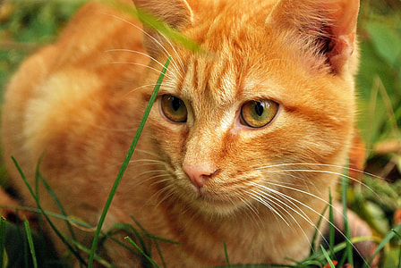 orange Tabby cat on grass field during daytime thumbnail