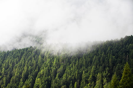 trees covered with fog thumbnail
