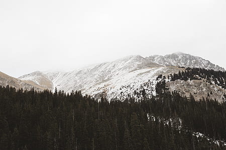 forest near snow capped mouontain thumbnail