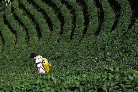 man carrying insecticide sprayer standing surrounded by plants thumbnail
