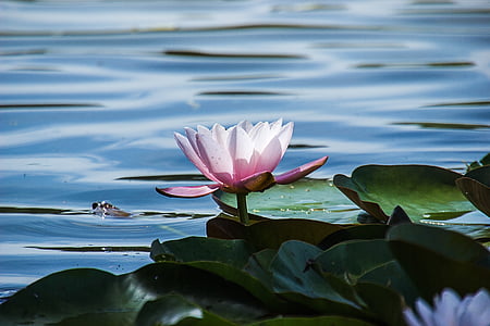 pink lotus on body of water thumbnail