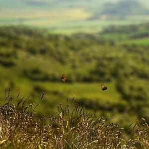 two brown butterflies flying over grass thumbnail