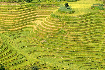 aerial photography of paddy field thumbnail