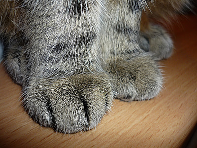 gray cat on top of brown wooden surface thumbnail