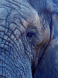 focus photography of elephant thumbnail