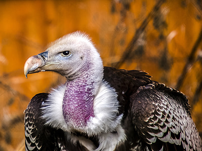 wildlife and selective focus photography of condor thumbnail