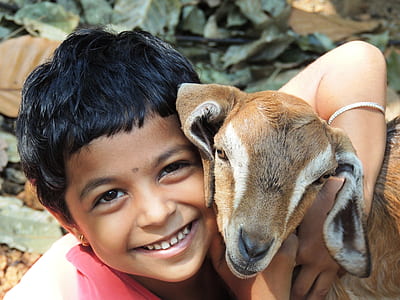 brown goat thumbnail