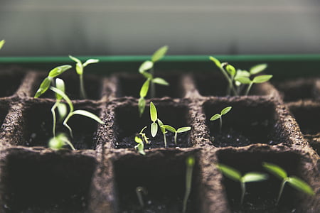 green sprout thumbnail