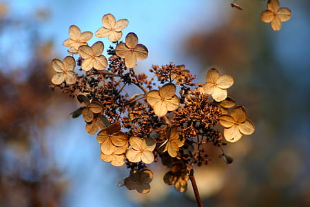 shallow focus photo of beige flowers thumbnail