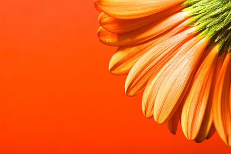 red and yellow petaled flowers thumbnail