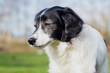 selective focus photo of black and white border collie thumbnail