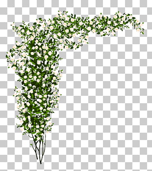 Shrub Rose , Decorative Whte Rose Bush , white and green flowers illustration PNG clipart