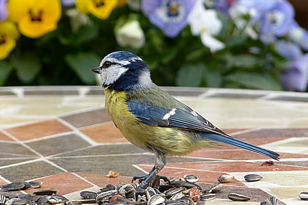 blue and yellow bird in brown seed lot thumbnail