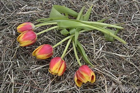 pink and yellow flowers on hay thumbnail