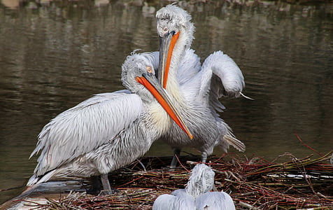 two white pelicans near body of water thumbnail