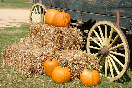 five orange pumpkin on hay and carriage thumbnail