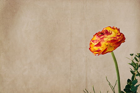 yellow and orange ranunculus flower thumbnail