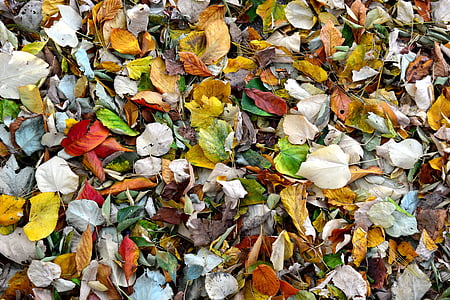 photograph of assorted-color leaf artwork thumbnail