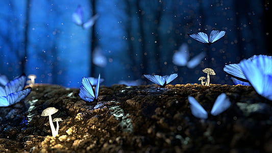 blue butterflies photo thumbnail