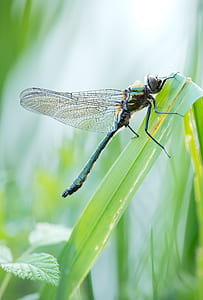 green dragonfly perching on green leaf thumbnail