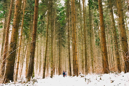 two people walking on ice-covered woods thumbnail