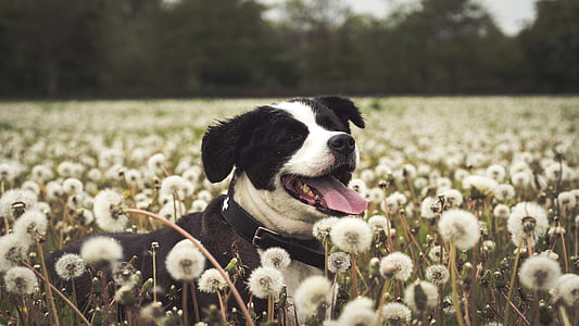 adult black and white American pit bull terrier surrounded by white dandelion at daytime thumbnail